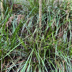 Lepidosperma elatius at Sherbrooke, VIC - 12 Jun 2025 03:35 PM