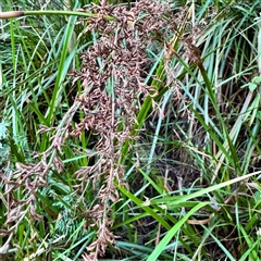 Lepidosperma elatius at Sherbrooke, VIC - 12 Jun 2025 03:35 PM