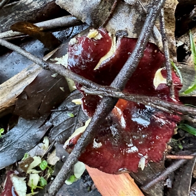 Russula clelandii at Sherbrooke, VIC - 12 Jun 2025 by Hejor1