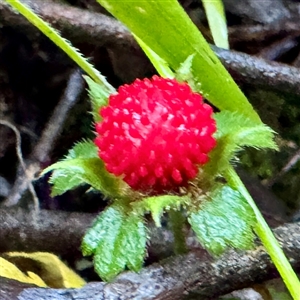 Potentilla indica (Indian Strawberry) at Sherbrooke, VIC - 12 Jun 2025 by Hejor1