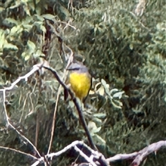 Eopsaltria australis (Eastern Yellow Robin) at Sherbrooke, VIC - 12 Jun 2025 by Hejor1