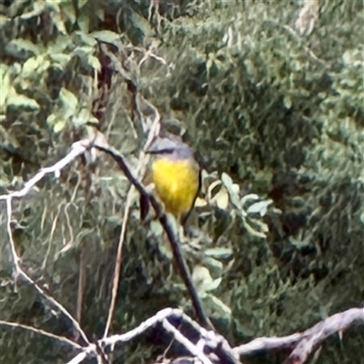 Eopsaltria australis (Eastern Yellow Robin) at Sherbrooke, VIC - 12 Jun 2025 by Hejor1