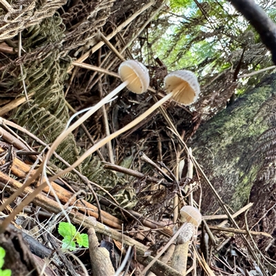 Mycena sp. (genus) (Mycena) at Sherbrooke, VIC - 12 Jun 2025 by Hejor1