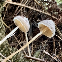 Mycena sp. (genus) at Sherbrooke, VIC - 12 Jun 2025 03:00 PM