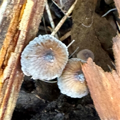 Mycena sp. (genus) at Sherbrooke, VIC - 12 Jun 2025 03:00 PM