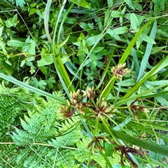 Cyperus at Tecoma, VIC - 12 Jun 2025 by Hejor1