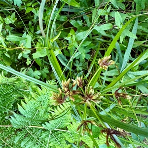 Cyperus at Tecoma, VIC - 12 Jun 2025 by Hejor1