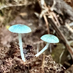 Mycena interrupta (Pixie's Parasol) at Tecoma, VIC - 12 Jun 2025 by Hejor1