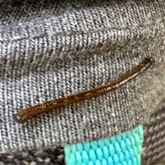 Hirudinea sp. (Class) (Unidentified Leech) at Tecoma, VIC - Yesterday by Hejor1