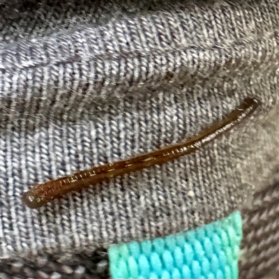 Hirudinea sp. (Class) (Unidentified Leech) at Tecoma, VIC - Yesterday by Hejor1