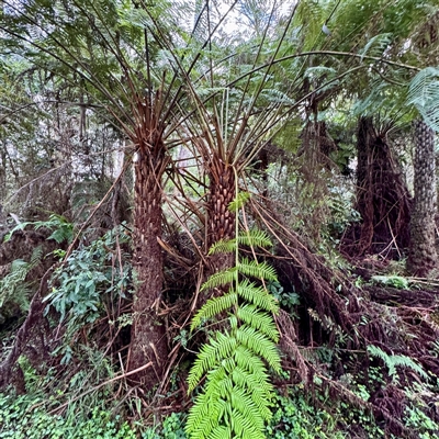 Cyathea australis subsp. australis at Tecoma, VIC - 12 Jun 2025 by Hejor1