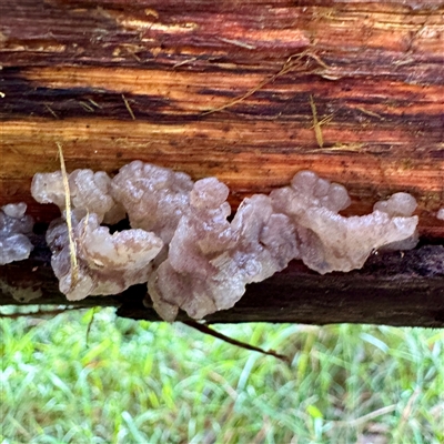 Gelatinous, on wood – genus uncertain at Tecoma, VIC - 12 Jun 2025 by Hejor1
