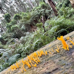Calocera sp. at Tecoma, VIC - 12 Jun 2025 02:51 PM