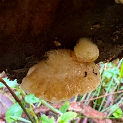 Crepidotus sp. (Crepidotus) at Tecoma, VIC - 12 Jun 2025 by Hejor1