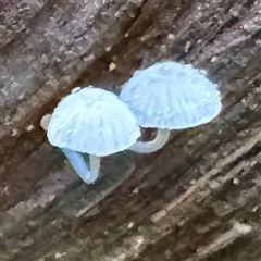 Mycena sp. (genus) at Tecoma, VIC - 12 Jun 2025 02:49 PM