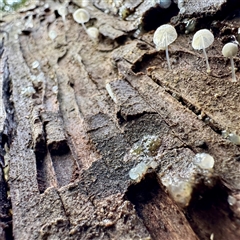 Mycena sp. (genus) at Tecoma, VIC - 12 Jun 2025 02:49 PM
