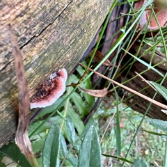 Stereum illudens at Tecoma, VIC - 12 Jun 2025 02:46 PM