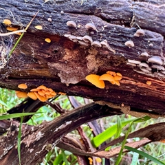 Favolaschia calocera at Tecoma, VIC - 12 Jun 2025 by Hejor1
