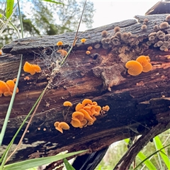 Favolaschia calocera at Tecoma, VIC - 12 Jun 2025 02:46 PM
