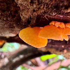 Favolaschia calocera at Tecoma, VIC - 12 Jun 2025 02:46 PM