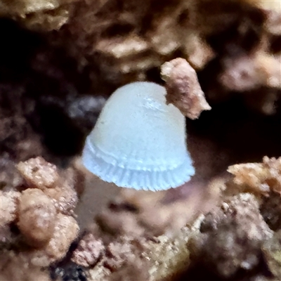 Mycena sp. (genus) at Tecoma, VIC - 12 Jun 2025 by Hejor1