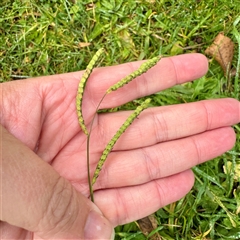 Paspalum dilatatum (Paspalum) at Tremont, VIC - Yesterday by Hejor1