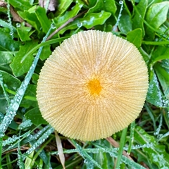 Bolbitius titubans (Yellow Fieldcap Mushroom) at Tremont, VIC - 12 Jun 2025 by Hejor1