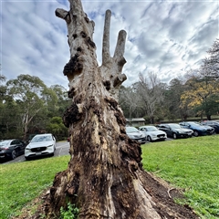 Eucalyptus sp. (dead tree) (Dead Hollow-bearing Eucalypt) at Tremont, VIC - 12 Jun 2025 by Hejor1