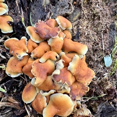 Hypholoma fasciculare (Hypholoma fasciculare) at Tremont, VIC - 12 Jun 2025 by Hejor1