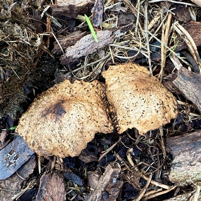 Gymnopilus sp. at Tremont, VIC - 12 Jun 2025 by Hejor1