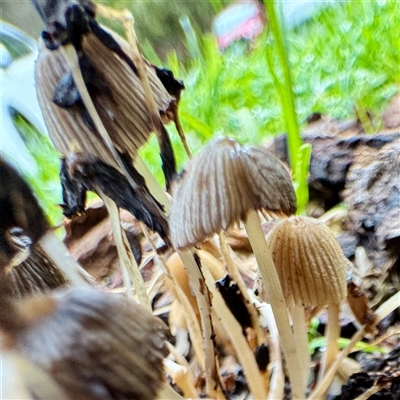 Coprinopsis sp. (Ink Cap) at Tremont, VIC - 12 Jun 2025 by Hejor1