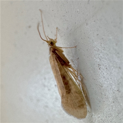 Trichoptera (order) at Ventnor, VIC - 12 Jun 2025 by Hejor1