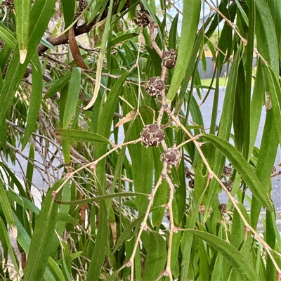 Agonis flexuosa at Ventnor, VIC - Today by Hejor1