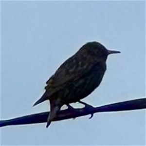 Sturnus vulgaris at Ventnor, VIC - Yesterday by Hejor1