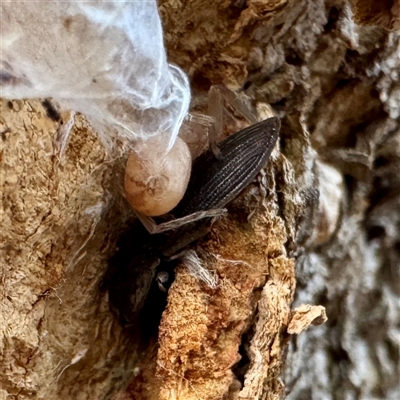 Coleoptera (order) at Ventnor, VIC - Today by Hejor1