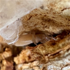 Gnaphosidae or Trochanteriidae (families) at Ventnor, VIC - Today by Hejor1