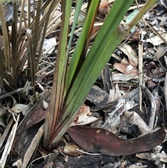 Dianella revoluta var. revoluta (Black-Anther Flax Lily) at Crowther, NSW - 12 Jun 2025 by Frecko
