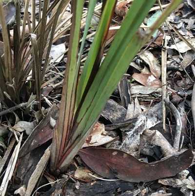 Dianella revoluta var. revoluta (Black-Anther Flax Lily) at Crowther, NSW - 12 Jun 2025 by Frecko