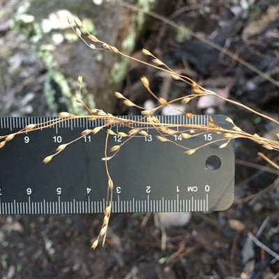Juncus remotiflorus (Diffuse Rush) at Crowther, NSW - 12 Jun 2025 by Frecko