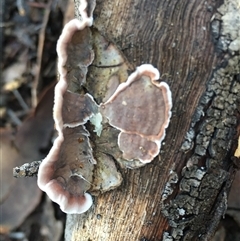 Xylobolus illudens (Purplish Stereum) at Crowther, NSW - 12 Jun 2025 by Frecko