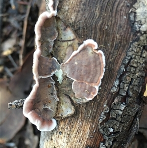 Xylobolus illudens (Purplish Stereum) at Crowther, NSW - 12 Jun 2025 by Frecko