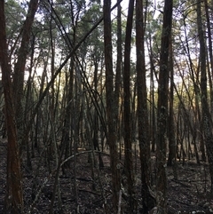 Callitris endlicheri at Crowther, NSW - 12 Jun 2025 03:40 PM