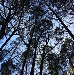 Callitris endlicheri at Crowther, NSW - 12 Jun 2025 03:40 PM