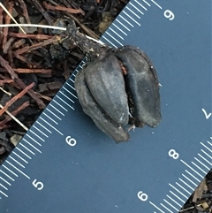 Callitris endlicheri at Crowther, NSW - 12 Jun 2025 03:40 PM