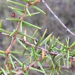 Acacia ulicifolia (Prickly Moses) at Crowther, NSW - 12 Jun 2025 by Frecko