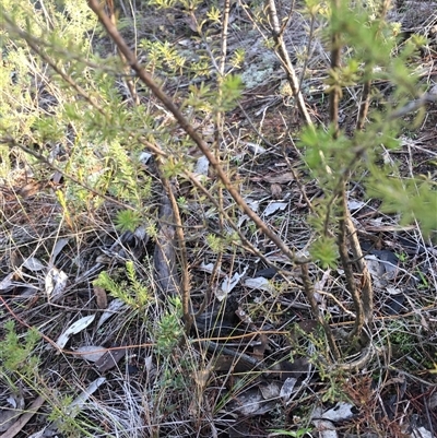 Calytrix tetragona (Common Fringe-myrtle) at Crowther, NSW - 12 Jun 2025 by Frecko