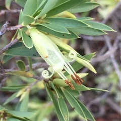 Styphelia triflora (Five-corners) at Crowther, NSW - 12 Jun 2025 by Frecko