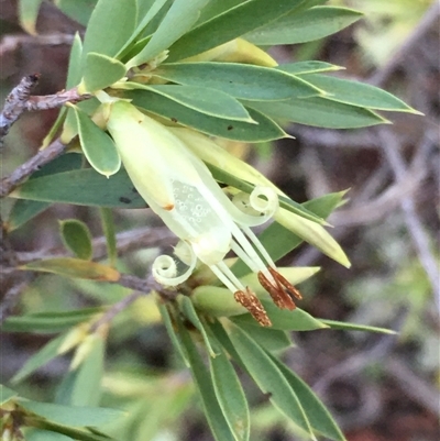 Styphelia triflora (Five-corners) at Crowther, NSW - 12 Jun 2025 by Frecko