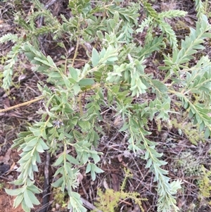 Acacia vestita (Hairy Wattle) at Crowther, NSW - 12 Jun 2025 by Frecko