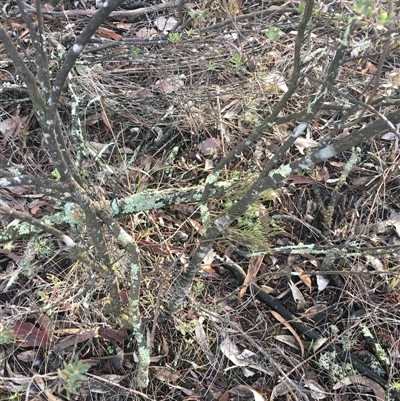 Brachyloma daphnoides (Daphne Heath) at Crowther, NSW - 12 Jun 2025 by Frecko